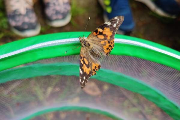 Von der Raupe zum Schmetterling